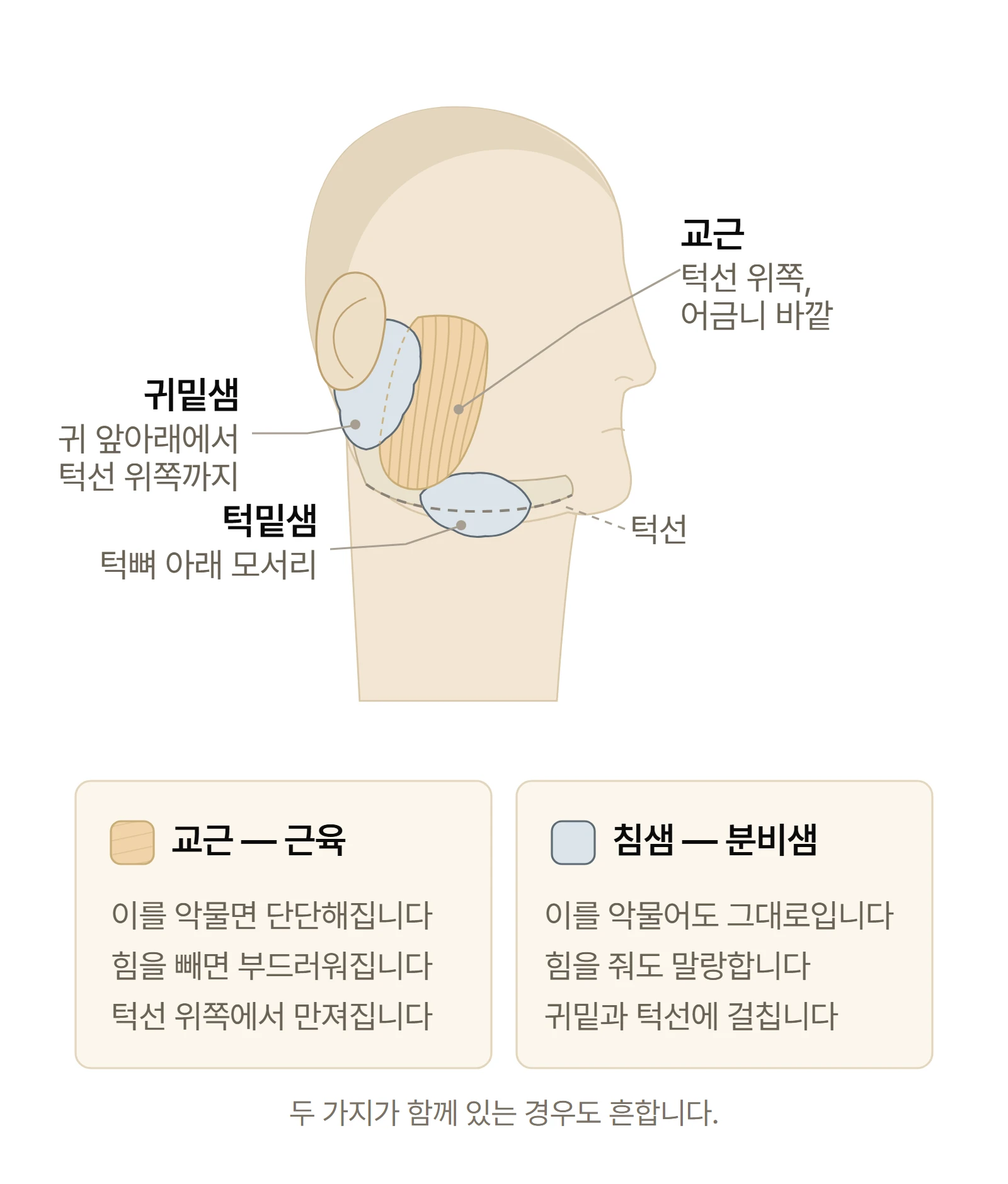 교근은 턱선 위쪽 어금니 바깥에 있고, 귀밑샘은 귀 앞아래에, 턱밑샘은 턱뼈 아래 모서리에 걸쳐 있습니다. 이를 악물었을 때 단단해지는 쪽이 근육입니다.
